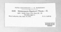 Melampsora bigelowii image